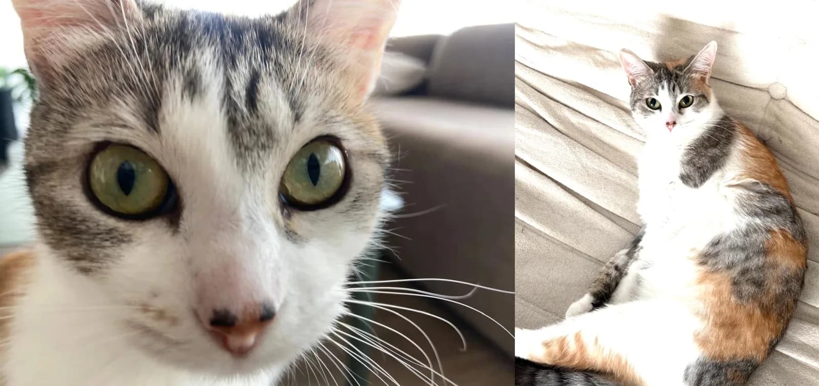 The two cat photos we used as reference: the face from the front and the full calico body